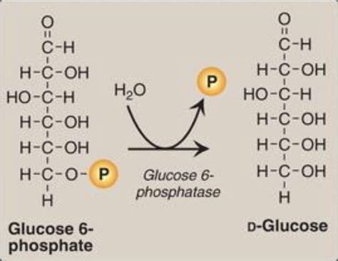 Lecture Glycogen Metabolism And Gluconeogenesis Flashcards