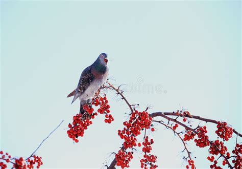 Bird and Winter Berry and Snow in Northeast Snow Storm 2014 Stock Image - Image of fruit ...