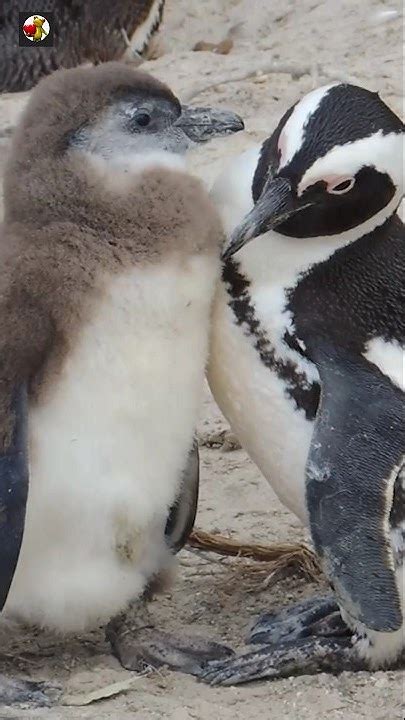 Penguin Sounds Penguin 🐧 Youtube