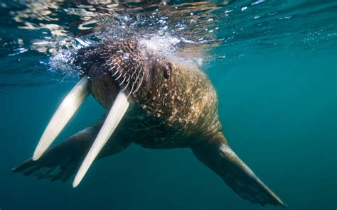 Brown walrus underwater HD wallpaper | Wallpaper Flare