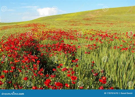 Poppies In Green Fields Stock Photo Image Of Steppe 178701670