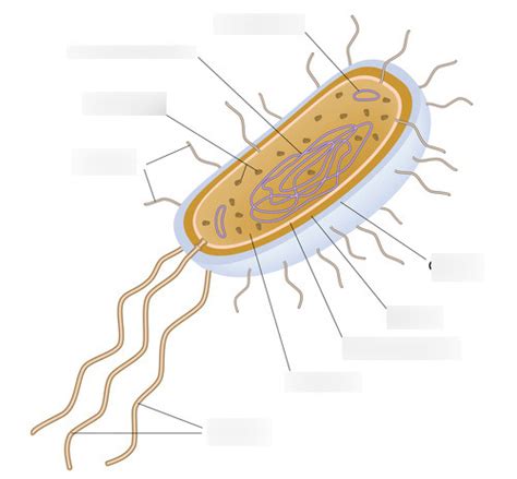 Diagram Of Bacteria Cell Structure Quizlet