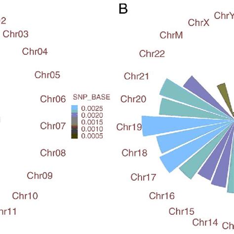 Distribution Of Snps And Indels In Different Chromosomes A Snp Base