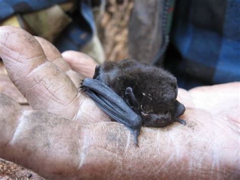 New Zealand Bats A Gallery From Afternoons Rnz National
