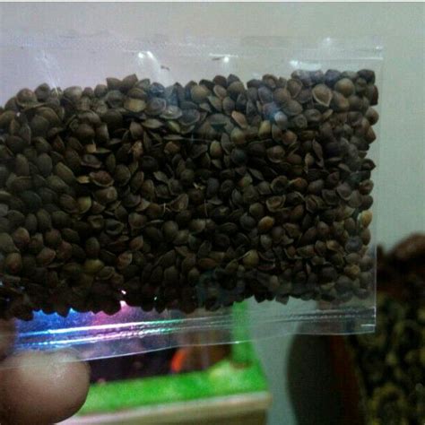 Jual Biji Putri Malu Mimosa Pudica 20gr Shopee Indonesia