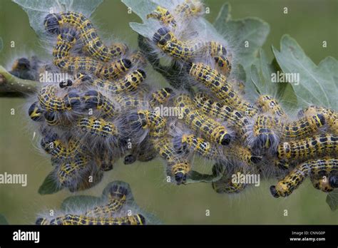 British Caterpillars Hi Res Stock Photography And Images Alamy