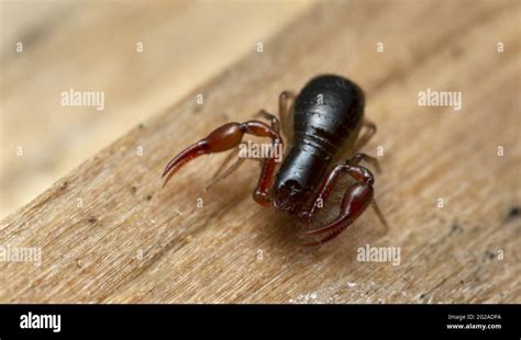 Scorpion des bois Banque de photographies et dimages à haute