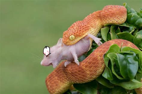 snake   mouse  tazyanadevil  deviantart