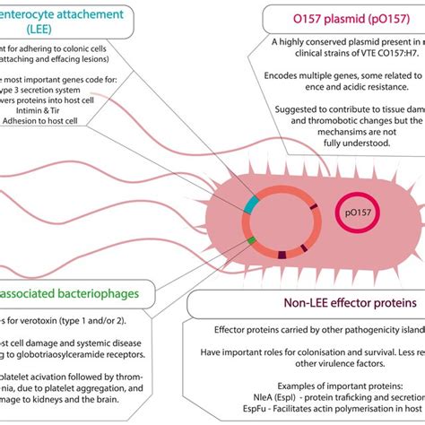 Important Virulence Factors Of Verotoxin Producing Escherichia Coli Download Scientific Diagram