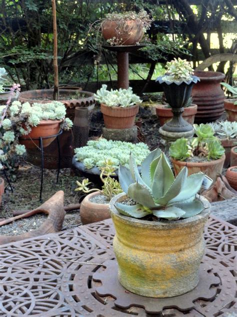 What june hansen did to save the community garden 10