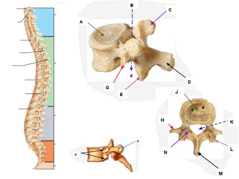 Vertebrae And Vertebral Column Diagram Quizlet