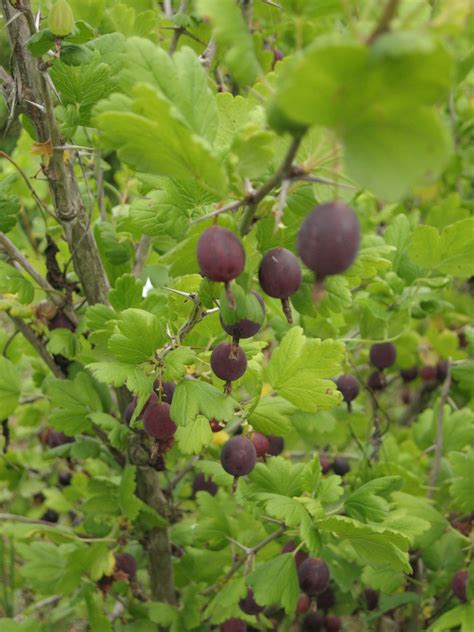 Казырган ягода - 67 фото