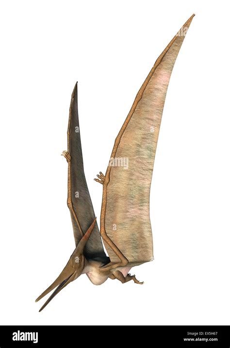 3D Digital Render Of A Pteranodon Flying Isolated On White Background