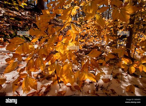 Foliage Of American Beech Fagus Grandifolia Also Known As North