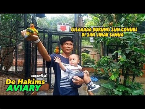 Saat Masuk Ke Sini Langsung Di Samperin Burung Sun Conure Youtube