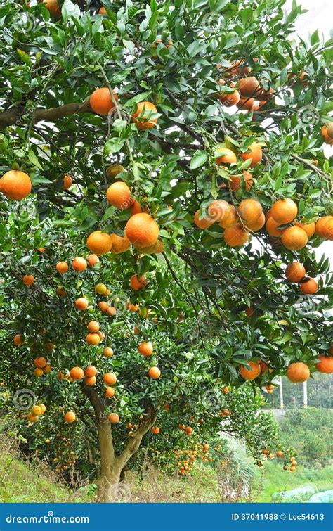 Orange Trees Stock Photo Image Of Tropical Harvest 37041988