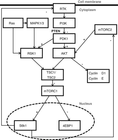 1 Schematic Of The Pi3k Mtor Pathway Receptor Tyrosine Kinases Rtks