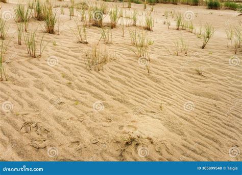 Beach Sand Texture Stock Photo Image Of Abstract Silica