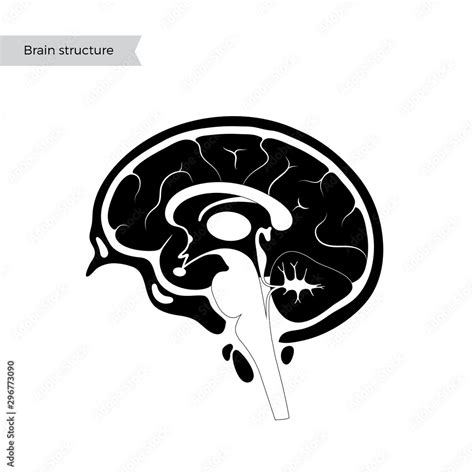 Vector Illustration Of Human Brain Anatomy Vector De Stock Adobe Stock