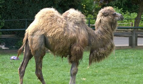 Bactrian Camel Pictures Facts And Information