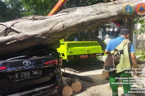 Brak Mobil Fortuner Ringsek Tertimpa Pohon Tumbang Di Dekat Rumah