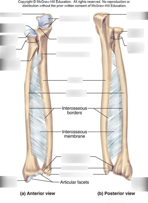 Radius And Ulna Diagram Quizlet