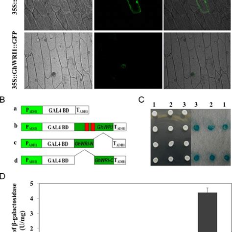 Subcellular Localization And Transcriptional Activation Analysis Of Download Scientific Diagram