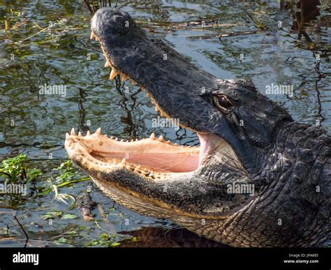 Alligator (Alligator mississippiensis Stock Photo - Alamy