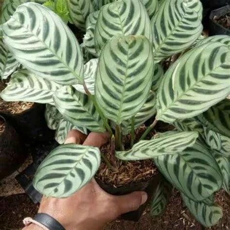 Jual Tanaman Indoor Maranta Ekor Merak Calathea Sepat Shopee Indonesia