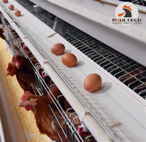 Automatic Poultry Chicken Bird Cages For Layer Broiler Chicken China