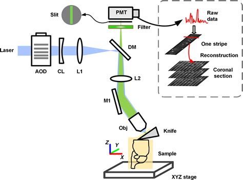 Fluorescence Micro Optical Sectioning Tomography Using Acousto Optical