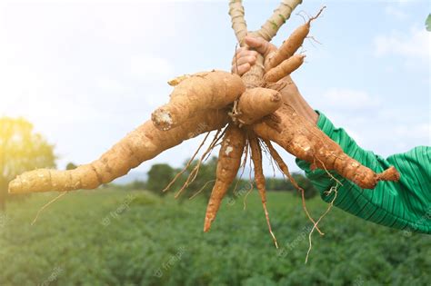 Premium Photo Farmers Harvest Cassava In The Fields Before The Rainy