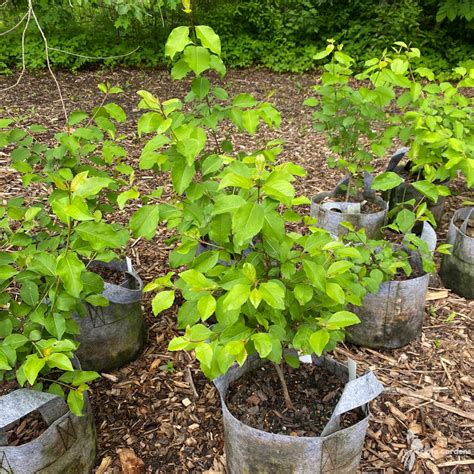 Viburnum Prunifolium 3 Blackhaw Viburnum Scioto Gardens Nursery