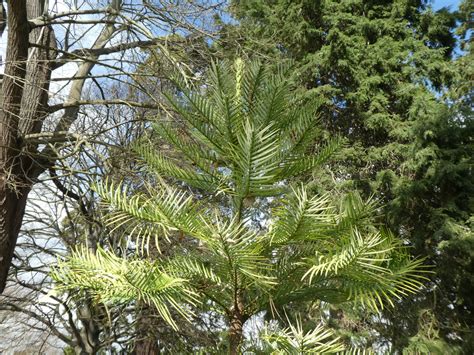 Wollemia nobilis - Art and Science of Horticulture