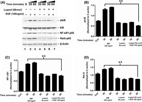 Effect Of Lupeol On I B And Nf B A Western Blot Analysis Showing