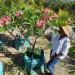 Plumeria Rubra Trees SA