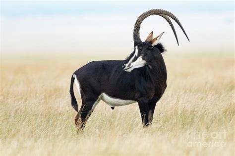 Male Sable Antelope 1 By Science Photo Library