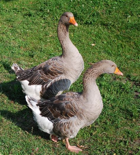 Zosis - Putni - Iemītnieki - Piemājas zoo BRIEŽI