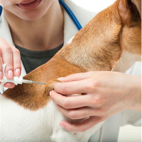 Top 3 Reasons To Get Your Pet Microchipped