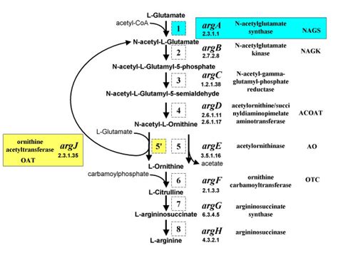 The De Novo Arginine Biosynthetic Pathway Outline Of The Pathway For Download Scientific