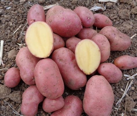 Pommes De Terre Primeur Chair Ferme Kg Au Jardin De Laurent