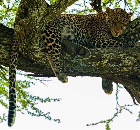 Leopard Lying On A Tree Branch On The Savannah In Tanzania Stock Image