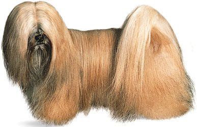 Lhasa Apso | Breed, Pros, Cons, Long Hair, Care, Upkeep, Temperament ...