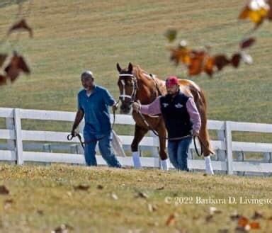 Pin by jackie cunningham on rich strike. ( Richie ) | Horses, Animals, Barbara