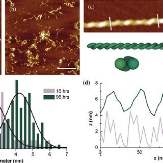 A And B Afm Height Images Of Amyloid Fibrils Prepared In H At A