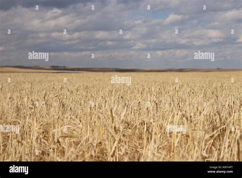 Wheat Field Prairies Alberta Hi Res Stock Photography And Images Alamy