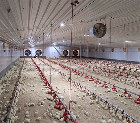 Automatic Chicken Broiler Feeding System Pan Feeding System For