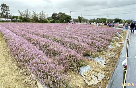 桃園仙草嘉年華開幕2天爆棚 近16萬人次湧進紫色花田 生活 自由時報電子報