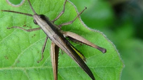 close  bug animal stock photo image  arthropod