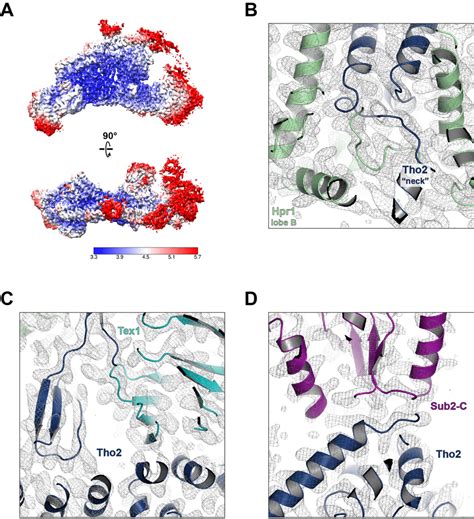 Figure Supplement 2 Cryo EM Model Building A Local Resolution Of The